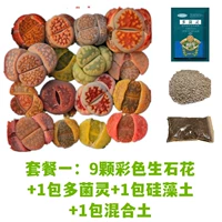 Пакет 1 (9 цветных цветов Lucidum + 1 упаковка полыни + 1 упаковка диатомовой земли + 1 упаковка смешанной земли)