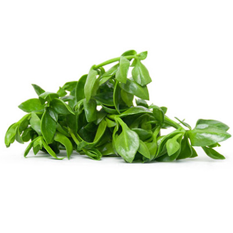新鲜田七苗叶500g:解锁绿色健康的美味沙拉新吃法🌿-蔬菜沙拉-淘宝百科网