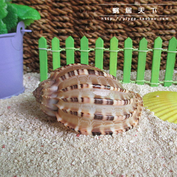 (poplar snail-cochlear world) 7-10cm HOST CRAB REPLACEMENT SHELL SPECIAL SCREW SHELL NATURAL SEA SNAIL VIEW