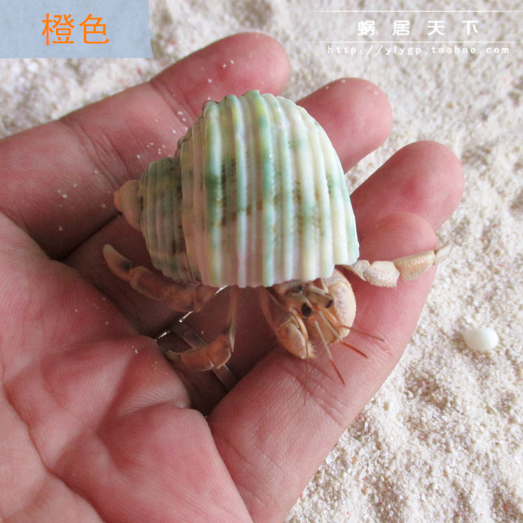 Orange Consignment Crab Living Terrestrial Fresh Water Ornamental Mini-Crab Alternative Micropet Bag Live Buy 3 Sending 1