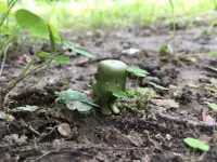 Хаяо Миядзаки квадратный головы мальчик маленький зеленый человек редкие оригинальные куклы оптовые украшения
