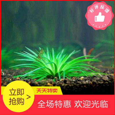 Moss fish tank decorative water plant seeds Landscaping Living four seasons grass tank Underwater plants Lazy mud freshwater package seeds