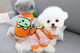Four-Legged Knitted Dog Sweater Pet Cat Teddy Bichon Pomeranian Poodle Schnauzer Small Dog Autumn and Winter Clothes