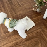 Джаки для домашнего хлопка плюс деньги могут нарисовать одежду для собак.