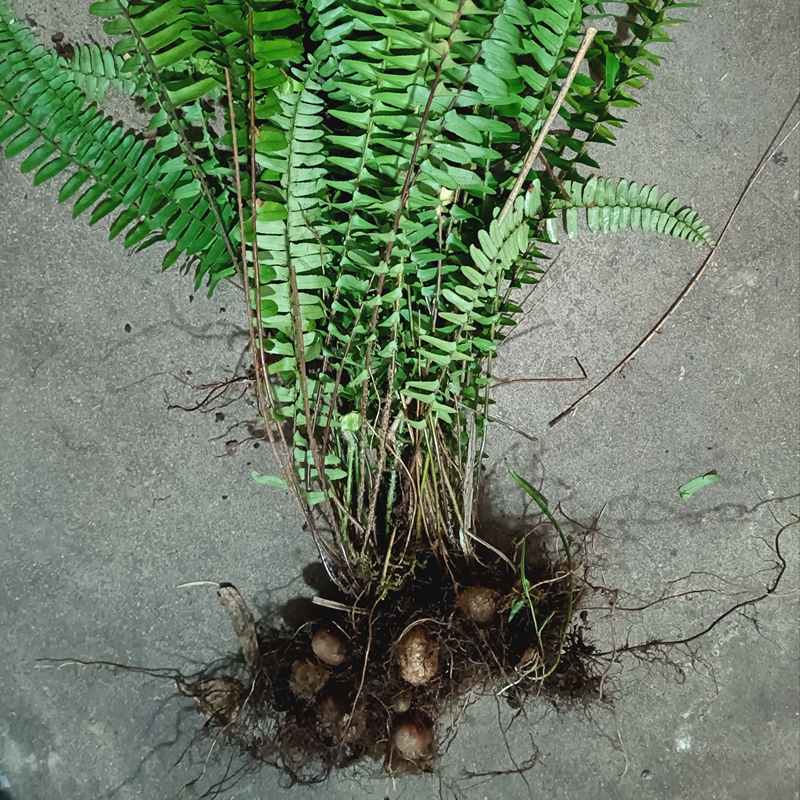 Kidney Fern, Phoenix Egg, Centipede Grass, Round Fern, Stone Yellow Fern, Monkey Egg, Ground Pearl, Swan Holding Eggs, Ice Fruit Grass