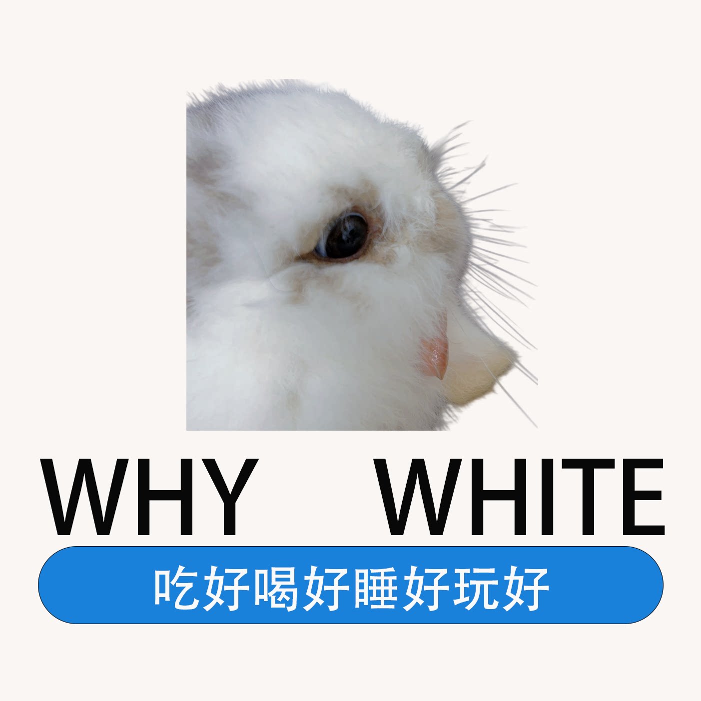 鲁班和小白的宠物店的LOGO