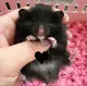 Длинноволочный черный медведь (подарочный пакет)