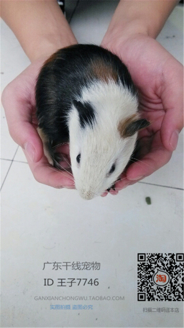 荷兰猪又称豚鼠吗,荷兰猪就是豚鼠么,豚鼠和荷兰猪的区别(第2页)_大山谷图库
