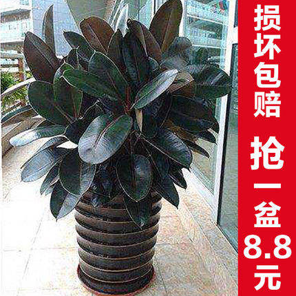 Black Diamond Rubber Tree Green Planting Potted Parlor Room Indoor Balcony Plant Office Bonsai Great Leaves All Season Evergreen