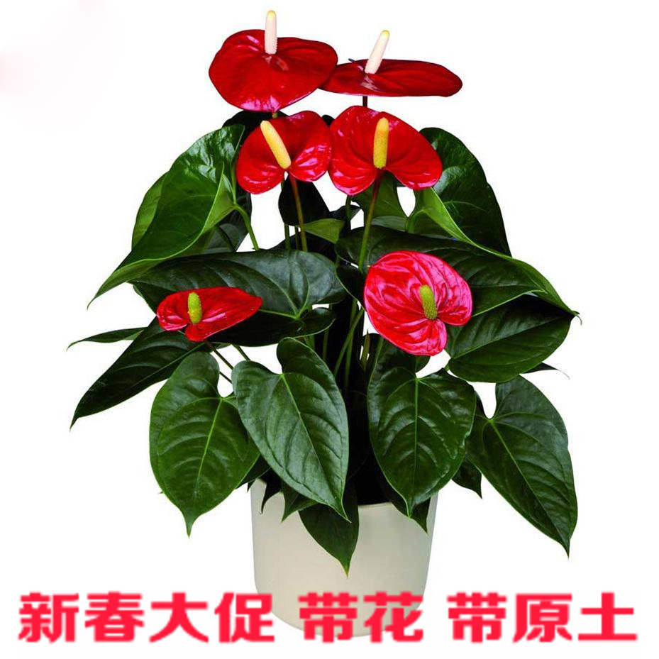 Potted flower flaming flower palm office office potted good luck head potted plant with flower delivery