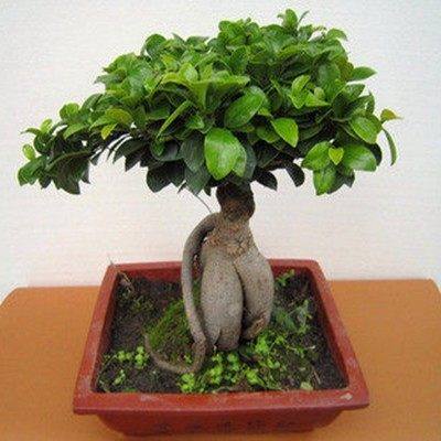 Green Plant Banyan Tree Indoor Tabletop Small Banyan Tree Hair Treasure Tree Flowers Ginseng Banyan Large Bonsai With Potted Plants