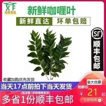 Fresh curry leaf Curry leaf 500g seasoning Jiuli Fragrant leaf curry Fried rice Curry fish egg Curry crab spice