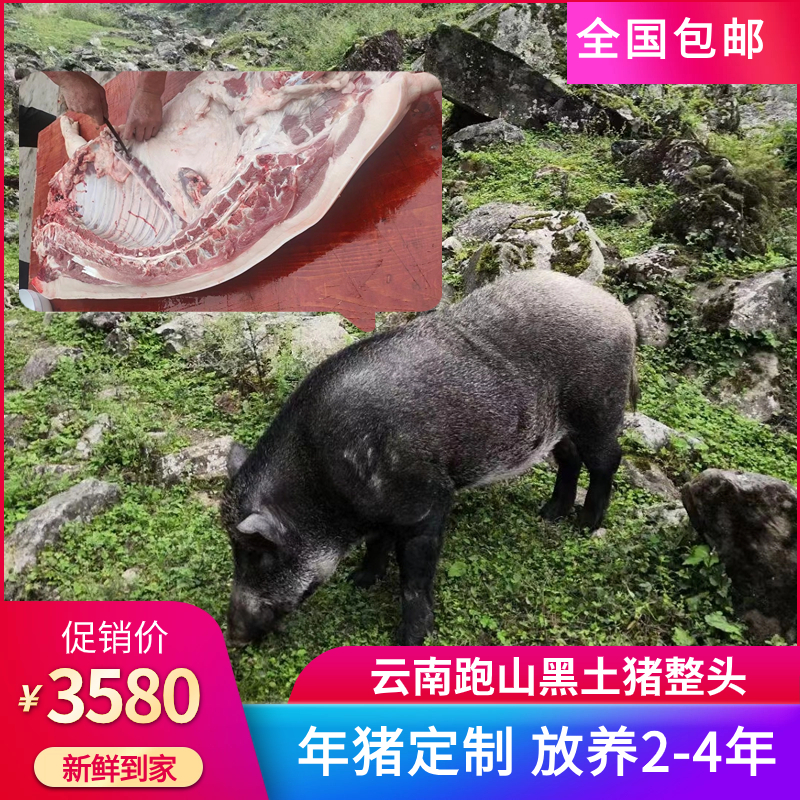 Yunnan farmers free range black pork, a whole head of freshly killed black pigs, Tibetan fragrant pig feet and viscera, free range for 2-4 years