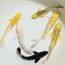 Brocade Carp Live Fish Long Tail Dragon Phoenix Carp Butterfly Carp Fresh Water Cold Water Ornamental Fish Pure Breed Fish Pond Brocade Carp Good To Feed