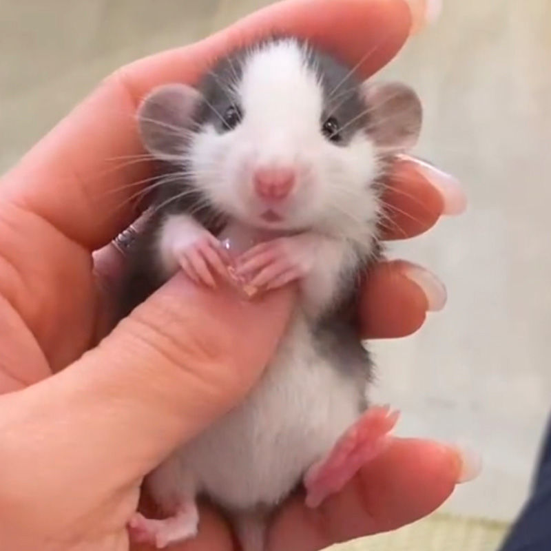 Student dormitories pet living things small good raising flowers and squirrels young cubs Siamese flying hieroglyphs-Blossom Branches-Taobao