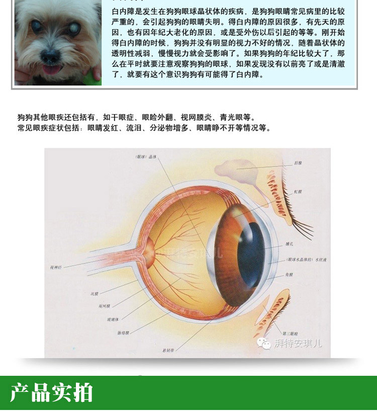 Thiên thần thú cưng chống vi-rút thuốc nhỏ mắt chó mèo viêm kết mạc viêm giác mạc mắt nước mắt chống viêm - Thuốc nhỏ mắt thuốc nhỏ mũi nemydexan