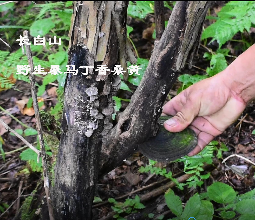 Changbaishan Mulberry yellow wild premium 250g pure natural farm storm Martin Fragrant Mulberry yellow fungus whole ganoderma lucidum tea