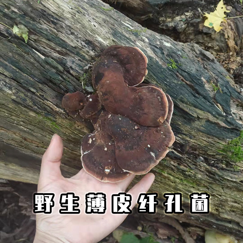 Wild thin leather fibrous bacteria 250 grams of baiyama wild fungus dilute pinhole guarantee thin fur bacteria