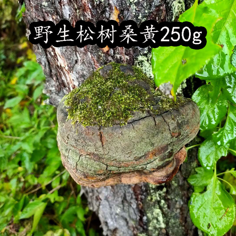 Changbai Mountain wild pine mulberry yellow 250 grams deep mountain picked whole ganoderma lucidum fire wood layer hole bacteria