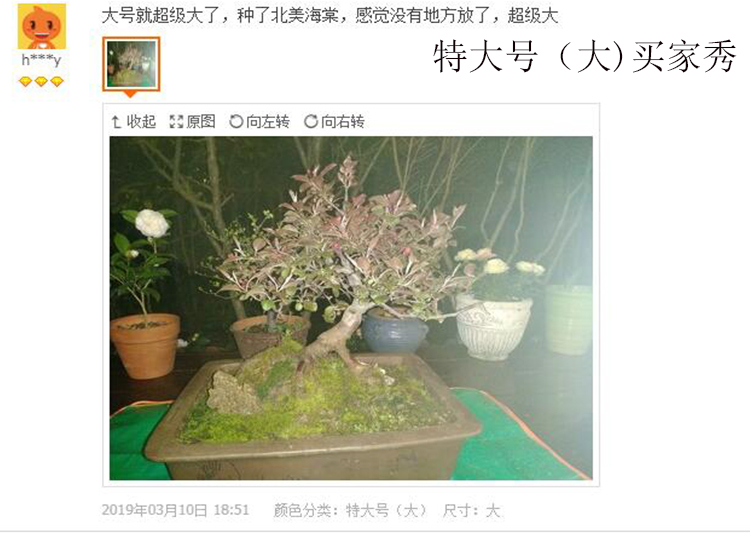 Yixing purple sand flowerpot oblong bonsai pot clivia ceramic flower pot bonsai POTS square vase indoor flower pot