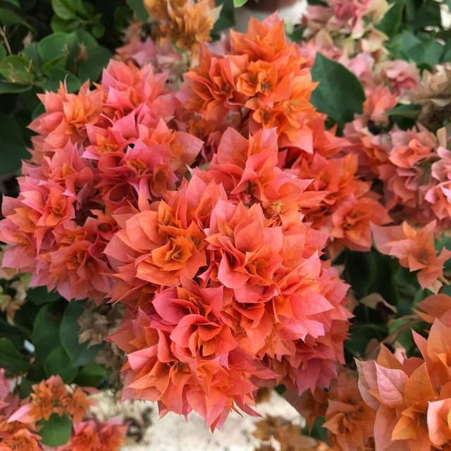 Dongli Xiaoshe vine climbing flowers, heavy orange, golden and double bougainvillea, with real photos and shipped in original pots