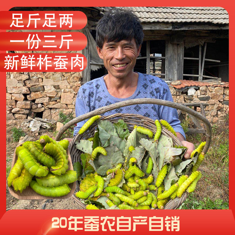 Silkworm meat fresh Northeast specialty cicada cocoon big green worm live silkworm green silkworm green tussah wild edible three catties