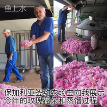 Fish Sheung Shui Bulgaria Damascus Ou Rose pure dew natural essential oil saturated flower water tonic water