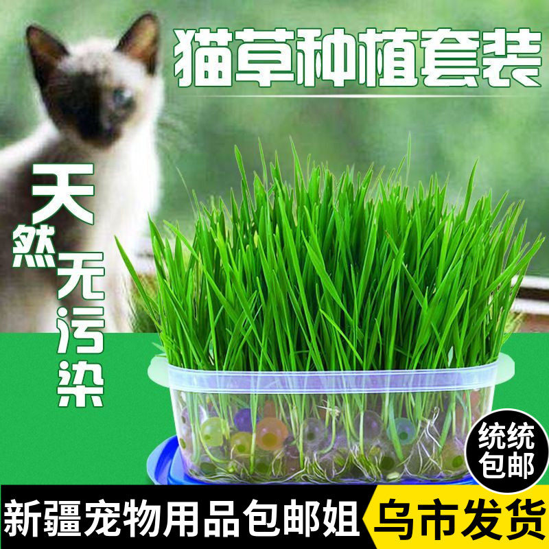 Xinjiang brother-in-law cat grass seed cat snacking hair-ball cleaning oral conditioning Gut Soil Bacon Planting Kit