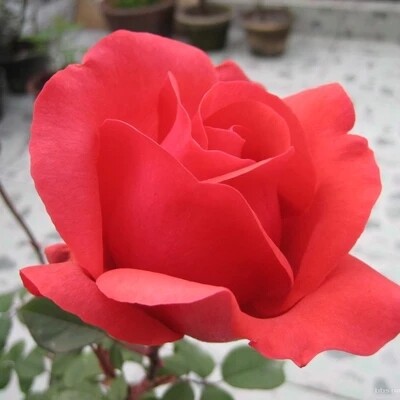 大花月季緋扇扉扇大花強香 巨型花開花勤