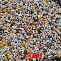 One Pinchum Nutrition A Class with Corn Nutrient Dove Grain Pigeon Grain 50 Jin of JiangZhejiang Shanghai