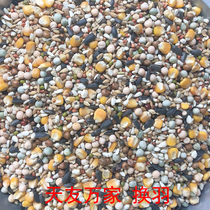 Beijing Tianyou Wanting to Replace Pigeon Grain Pigeon Grain 50 Jin of Jiang Zhejiang and Zhejiang