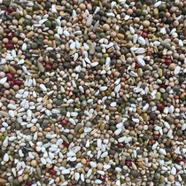 Tianjin Jiaxiang Special Level Breeding Dove Grain (Spouting Feed) 40 Kilos of JiangZhejiang Shanghai