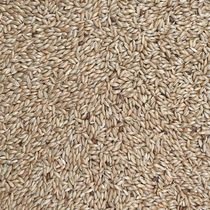 Racing Pigeon Young Pigeon Nutrient Spray Nest Universal Golden Silk Nestling 5 Cati Bottling All Over The Country