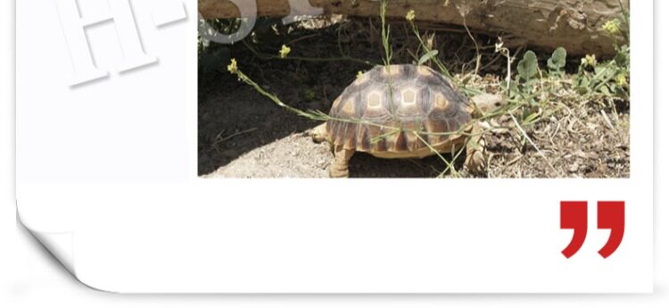 Аксессуары для рептилии 包邮 爬宠陆龟加湿大号/小号爬箱躲避洞 爬虫保湿预防隆背 送瓷盆 H/STUDIO