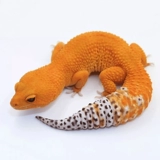 Леопардовый -Головой дворец -новичок вход ленивый скалолаза