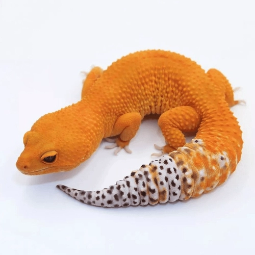 Леопардовый -Головой дворец -новичок вход ленивый скалолаза