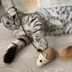 Cat toy funny stick, bite-resistant self-pleasure, fairy stick, molar stick, kitten mouse bell, pet cat supplies