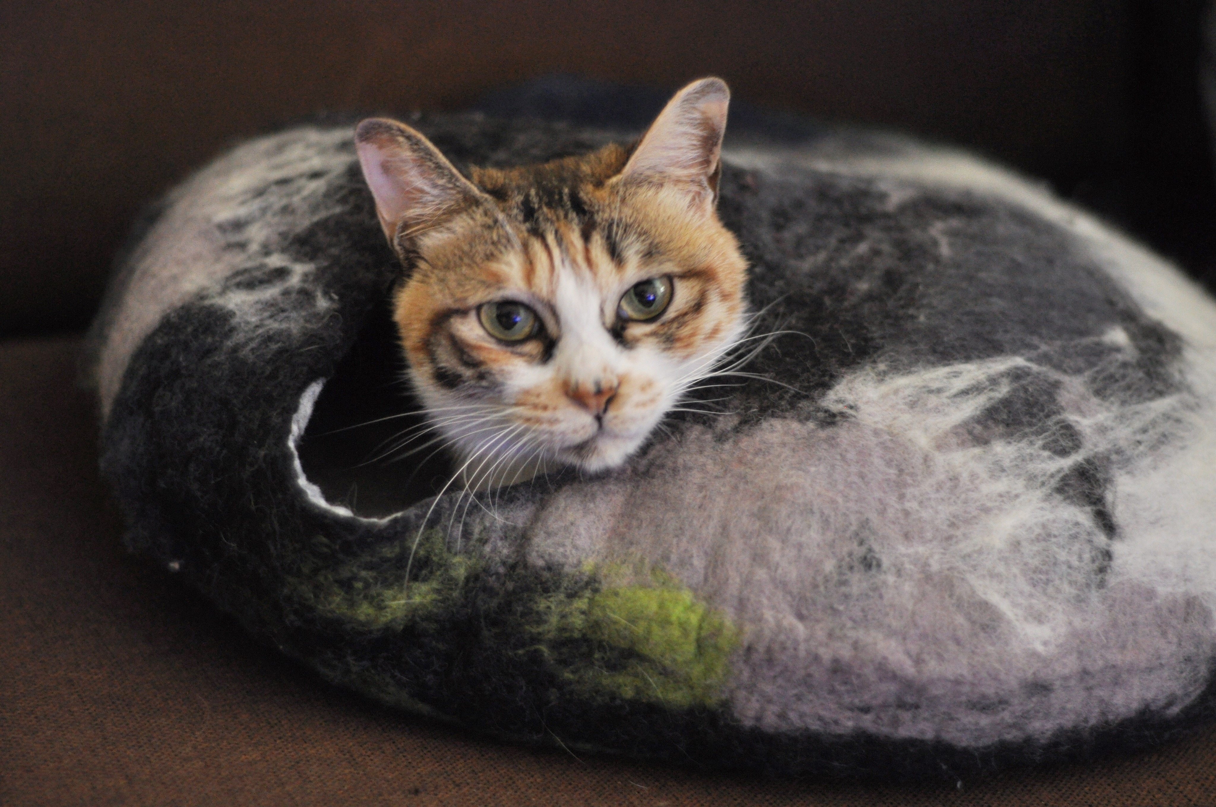 cat pebble bed