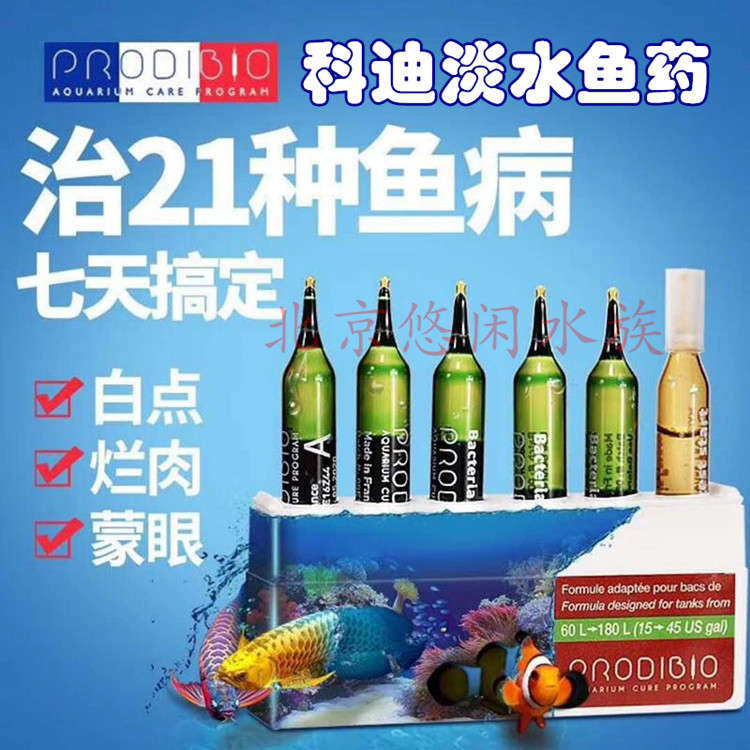 French Cordi Pale Seawater White Point Fungal Bacterial Infection With Rotten Fin Rotten Meat Cotton Drool White Muli and inside and outside