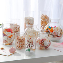  ins Nordic glass transparent vase Natural shell conch Simple small fresh living room home decoration ornaments