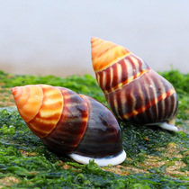 Natural rare flame left spiral snail specimen collection play Shell conch diy micro landscape decoration ornaments home