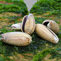 Fairy snail natural shell conch handmade creative diy fish tank landscaping ornaments Mediterranean drift bottle material