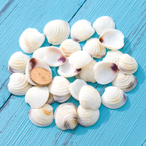 Corrugated Shell natural small shell conch fish tank landscape micro landscape creative handmade diy wall stickers home decoration