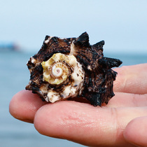  Black sun snail natural shell conch aquarium fish tank landscaping decoration Mediterranean crafts creativity