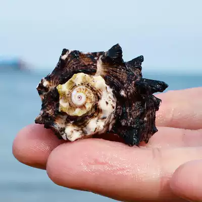 Black Sun snail natural shell conch aquarium fish tank landscaping decoration Mediterranean craft gift decoration creative