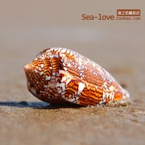 Vase snail brocade Cono natural shell conch fish tank aquarium decoration Mediterranean decoration creative micro landscape