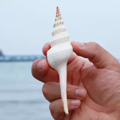 Flower-spotted long white snail natural shell conch shooting props fleshy micro landscape decorations Mediterranean ornaments