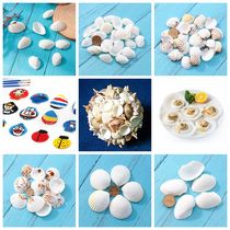 Natural white shell handmade material diy conch barbecue white scallop home childrens painting graffiti color kindergarten