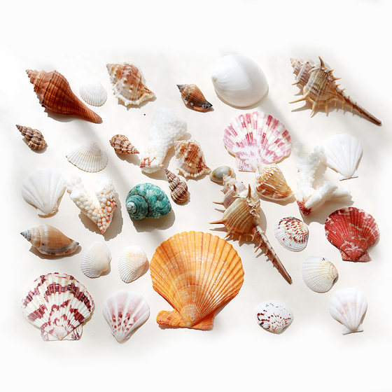 Natural shells, conches, starfish, punched holes, handmade diy decorations, scallops, hermit crab shells, fish tank landscaping corals