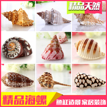  Natural boutique shell famous conch specimen snail fish tank landscaping decorations Mediterranean shooting props ornaments